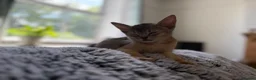Abyssinian cats for sale: Gorgeous Abyssinian kittens - Advert 2