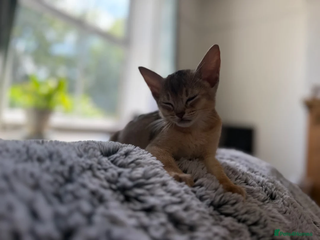 Abyssinian cats for sale: Gorgeous Abyssinian kittens - Advert 2