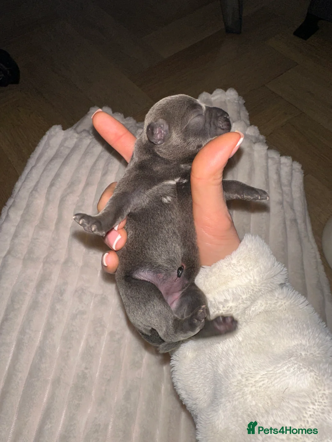 Staffordshire Bull Terrier dogs for sale: Staffordshire Bull Terrier Pups for Sale 🩶 - Advert 14