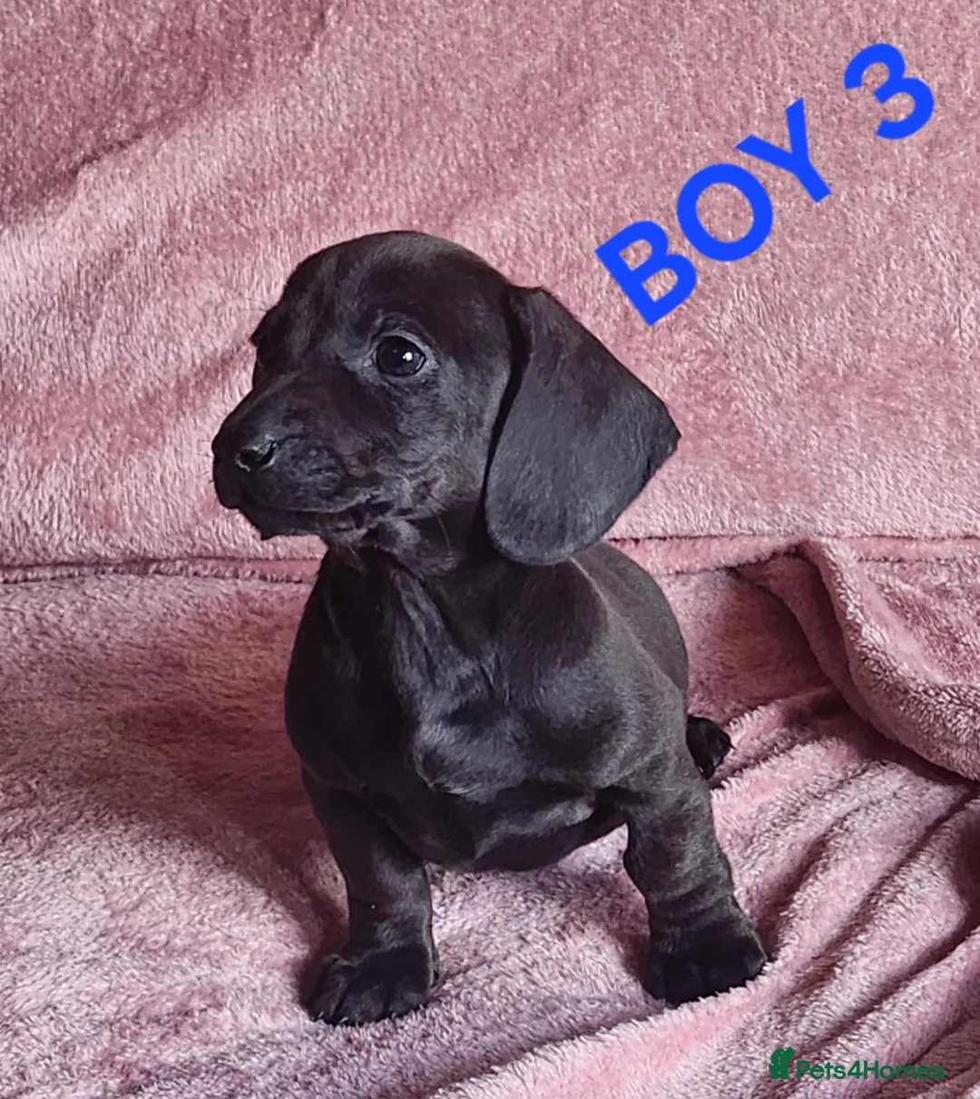 Miniature Dachshund dogs for sale: 🐶🐶8 stunning miniature dashund puppy’s  - Advert 17