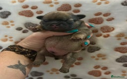 French Bulldog dogs for sale: 2 fluffy male French bulldogs - Image 2