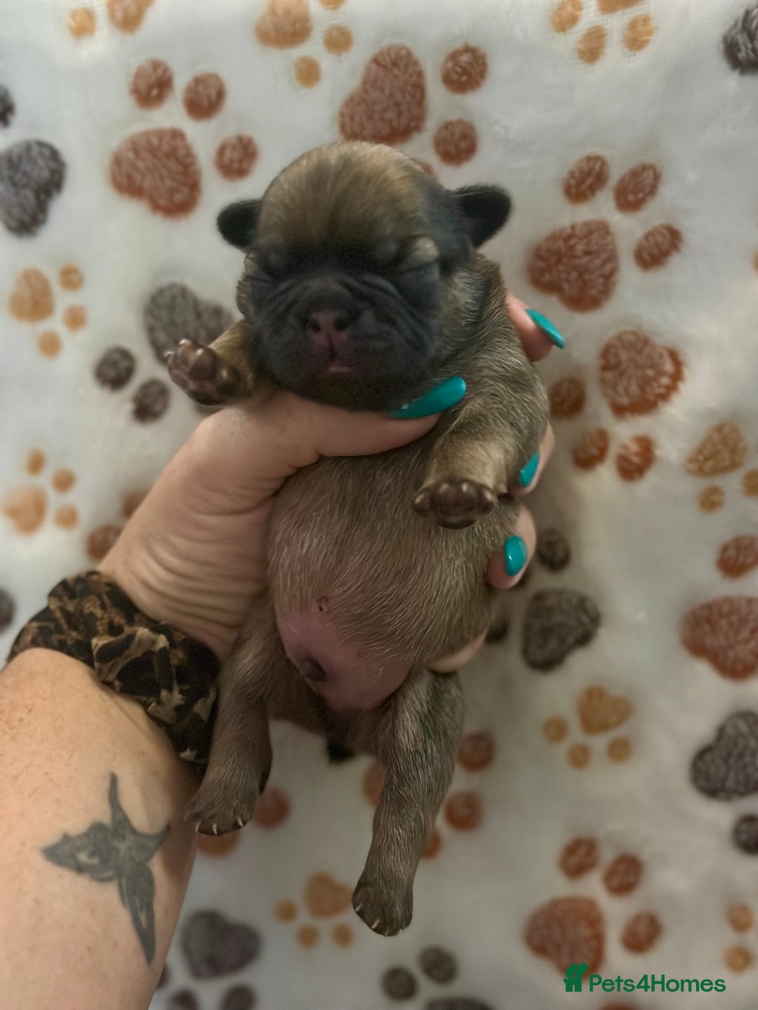 French Bulldog dogs for sale: 2 fluffy male French bulldogs - Image 2