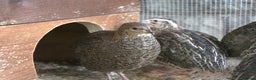Mixed Breed birds for sale: Coturnix Quail – POL Hens -Various colours  - Advert 3
