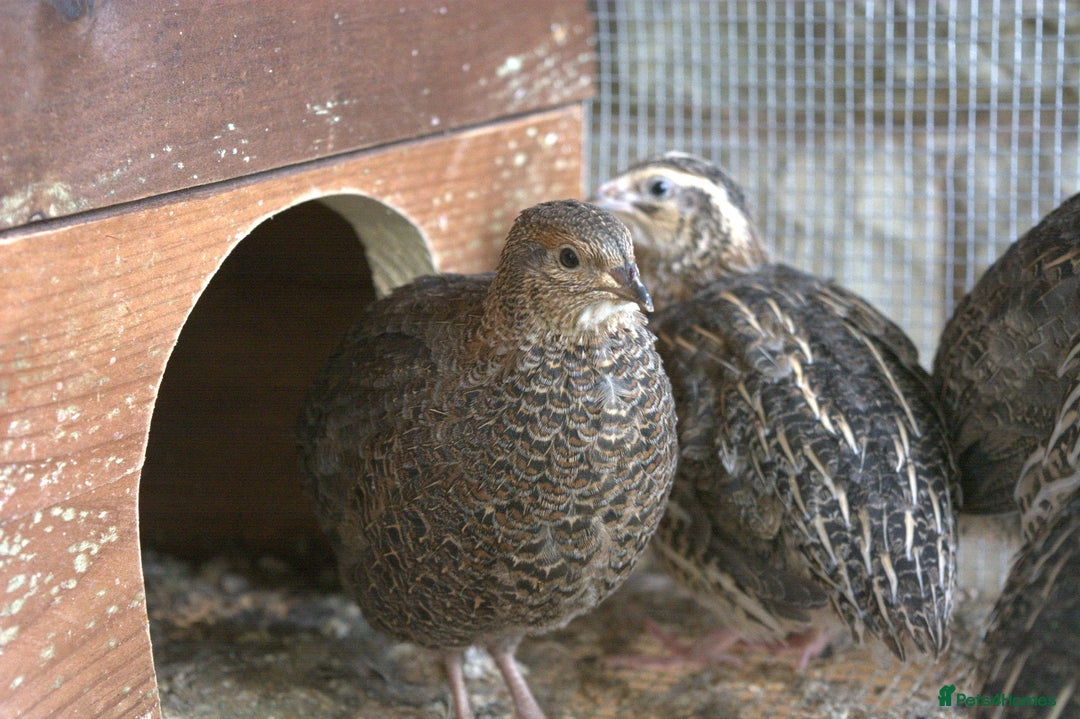 Mixed Breed birds for sale: Coturnix Quail – POL Hens -Various colours  - Advert 3