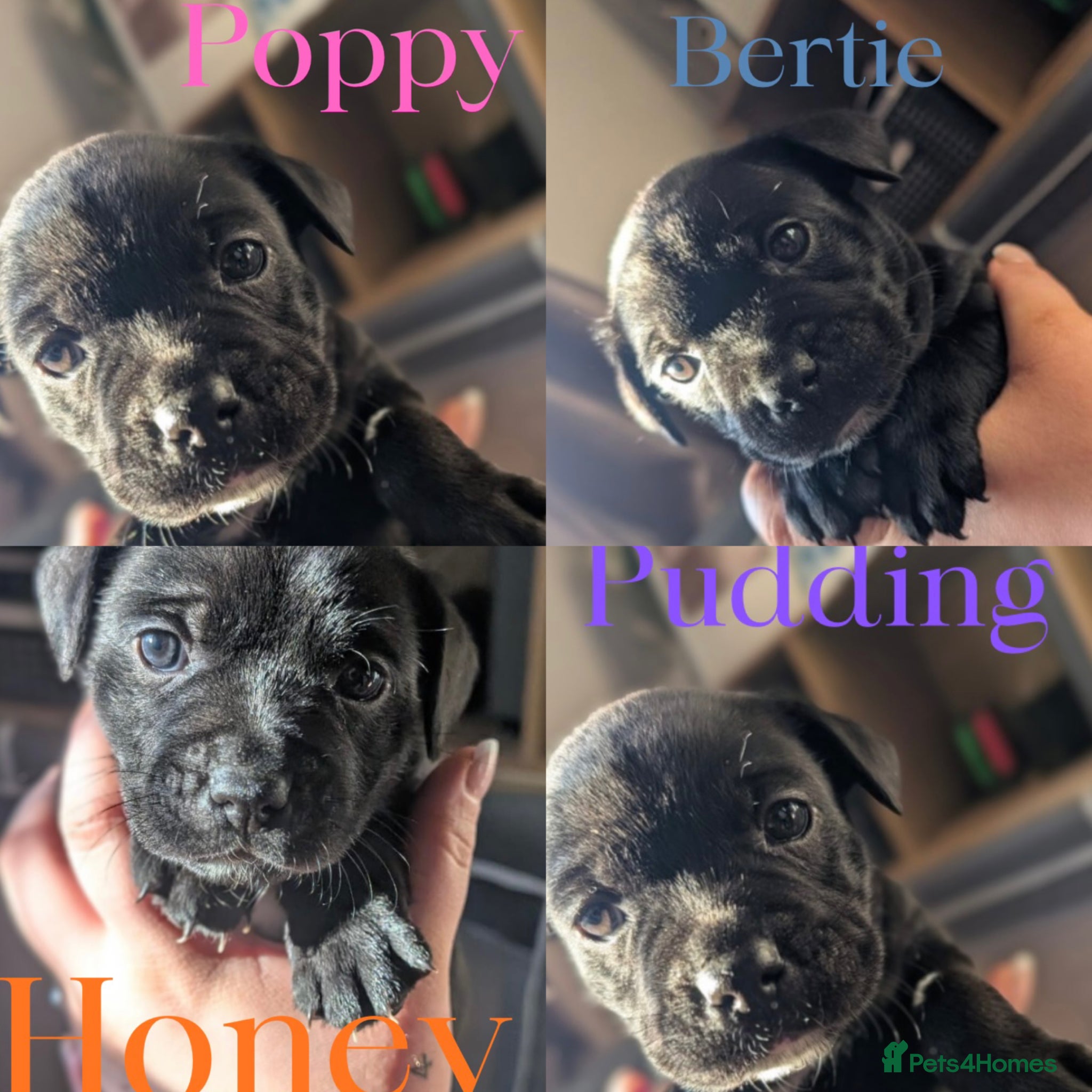 Staffordshire Bull Terrier dogs Beautiful staffy pups for sale  - Advert 14
