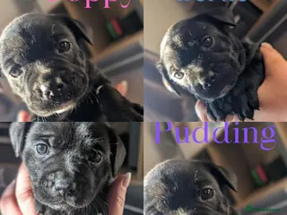 Staffordshire Bull Terrier dogs Beautiful staffy pups for sale - Advert 14