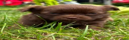 Chihuahua dogs for sale: Long haired Chihuahua Puppies  - Advert 10