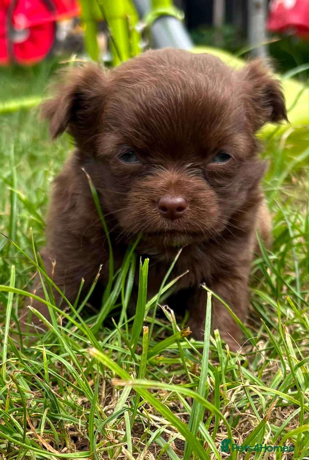 Chihuahua dogs for sale: Long haired Chihuahua Puppies  - Advert 10
