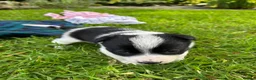 Border Collie dogs for sale: Adorable Border Collie puppies  - Advert 29