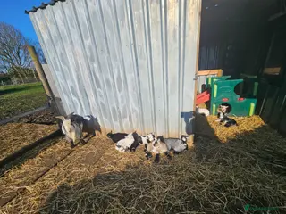 Goats livestock for sale: Pygmy goats mums with kids at foot no offers - Advert 4