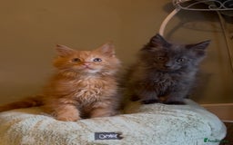 Maine Coon cats for sale: Pedigree Maine coon kittens READY NOW - Image 11