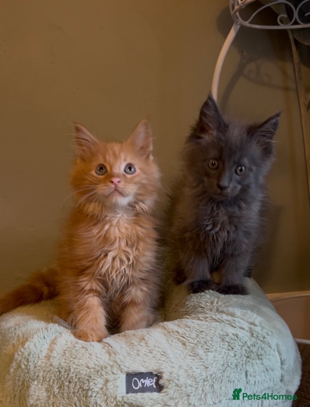 Maine Coon cats for sale: Pedigree Maine coon kittens READY NOW - Image 11