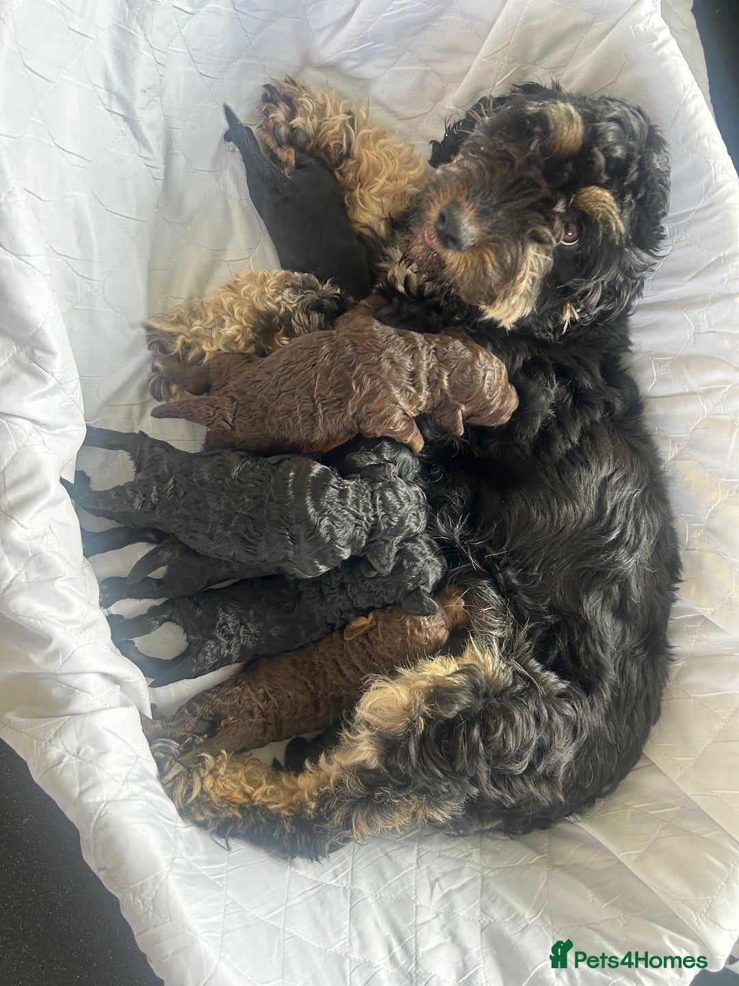 Cockapoo dogs for sale: F2 cockapoo - Image 8