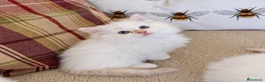 Ragdoll 1