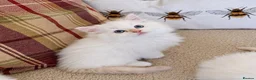 Ragdoll cats for sale: Beautiful Ragdoll Kittens  - Advert 7