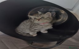 British Shorthair cats for sale: Stunning British Shorthair Kittens For Sale - Image 7