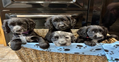 Cocker Spaniel dogs - Advert 7