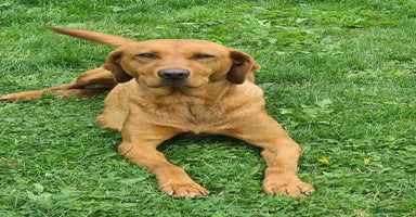 Labrador Retriever dogs - Advert 5