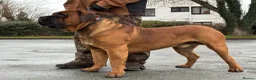 Boerboel dogs for sale: STUNNING NABBR REGISTERED GIRLS.  - Advert 23