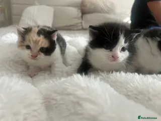 Mixed Breed cats Beautiful kittens- black/white & multi - Advert 1