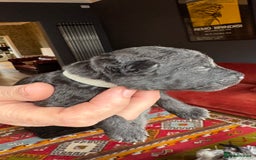 Mixed Breed dogs for sale: Bedlington x whippet puppies - Image 10