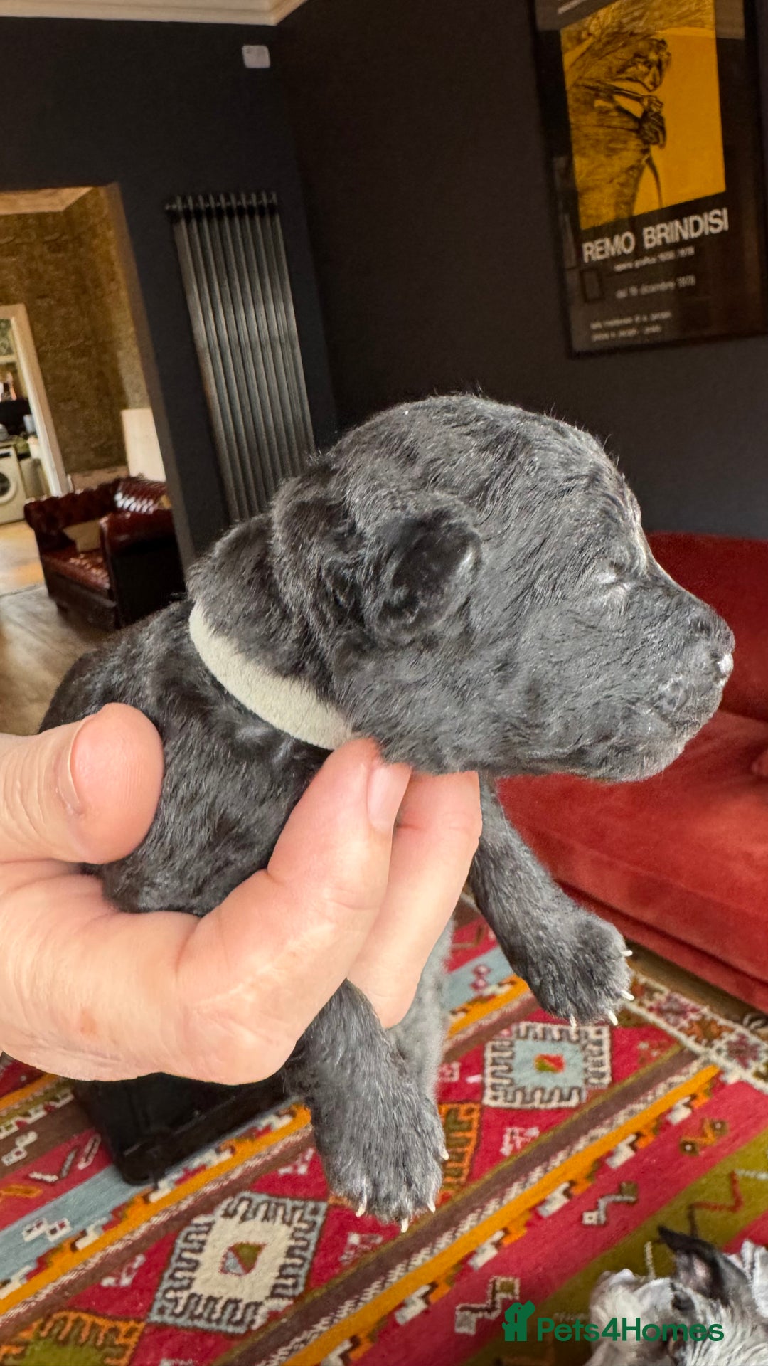 Mixed Breed dogs for sale: Bedlington x whippet puppies - Image 10