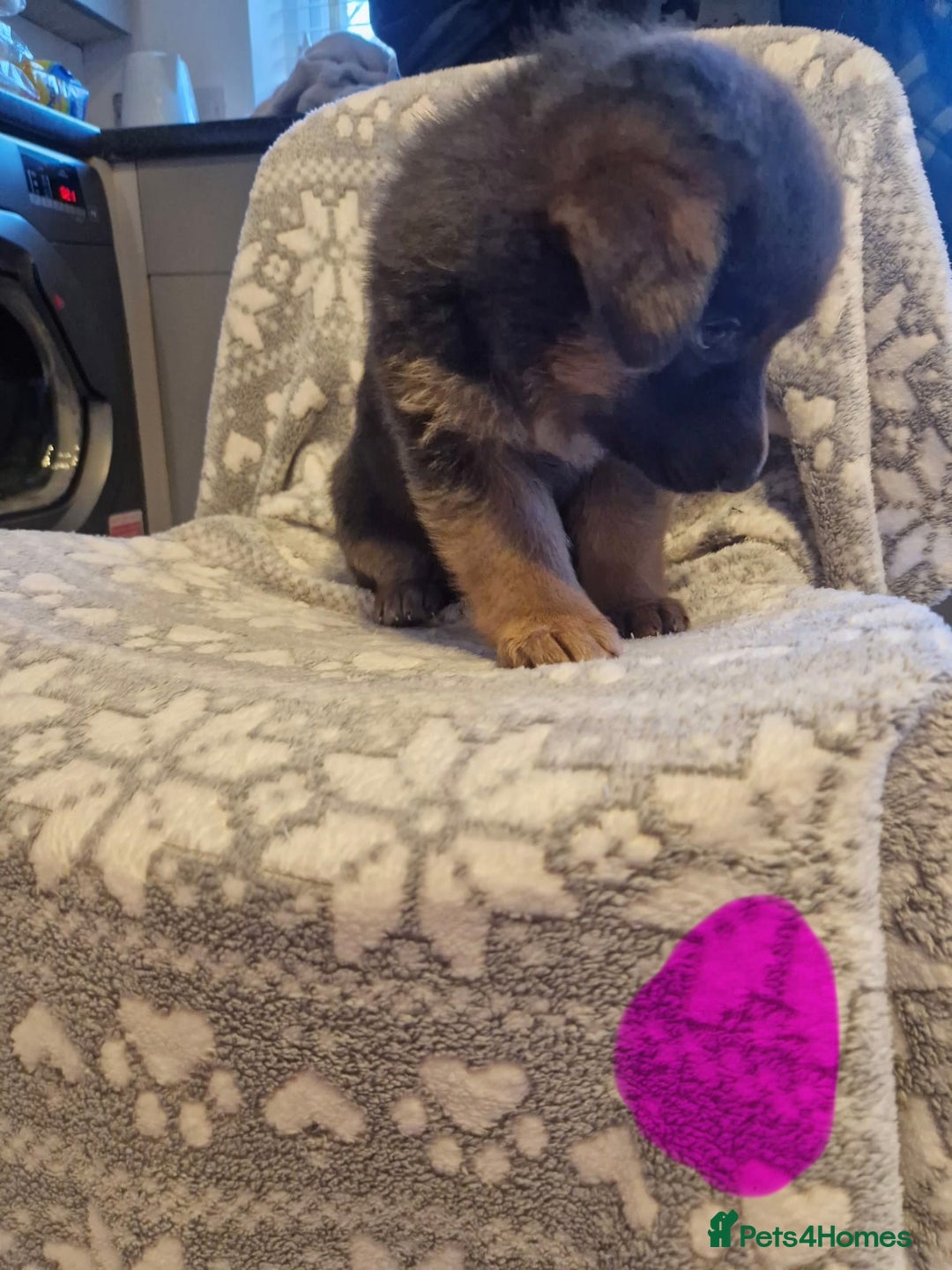 German Shepherd dogs for sale: 5 weeks German shepherd puppies  - Advert 17