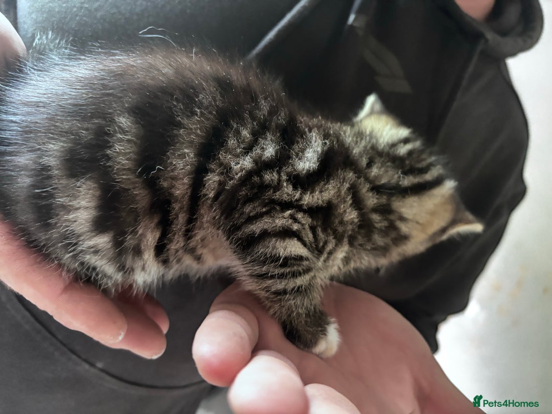 British Shorthair cats for sale: Gorgeous kittens ready soon 3 girls 😍 - Image 5