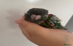 Conures birds for sale: Hand reared conures  - Image 4