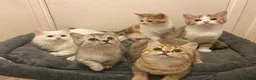 Munchkin cats for sale: Full Pedigree Munchkin Kittens - Advert 24