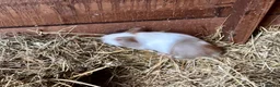Guinea Pig rodents for sale: Baby Guinea Pigs for sale  - Advert 8