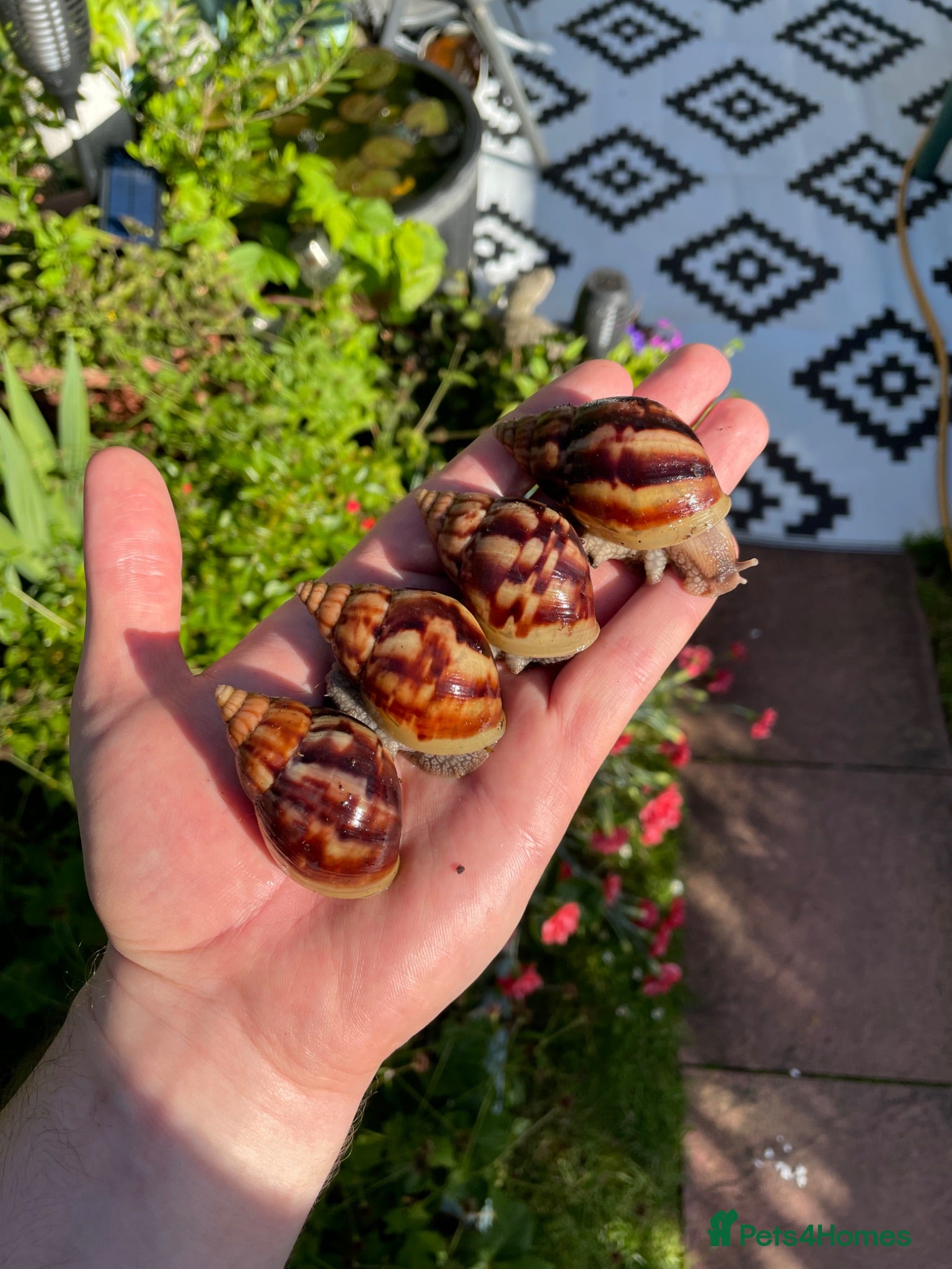 Snails invertebrates Giant African Snails for sale! - Advert 2