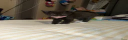 Mixed Breed cats for sale: RARE Gorgeous ScottishFold&British ShortHair  - Advert 16
