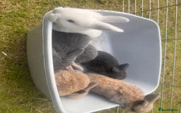 Mini Lion Lop rabbits for sale: Mini lop - Image 32