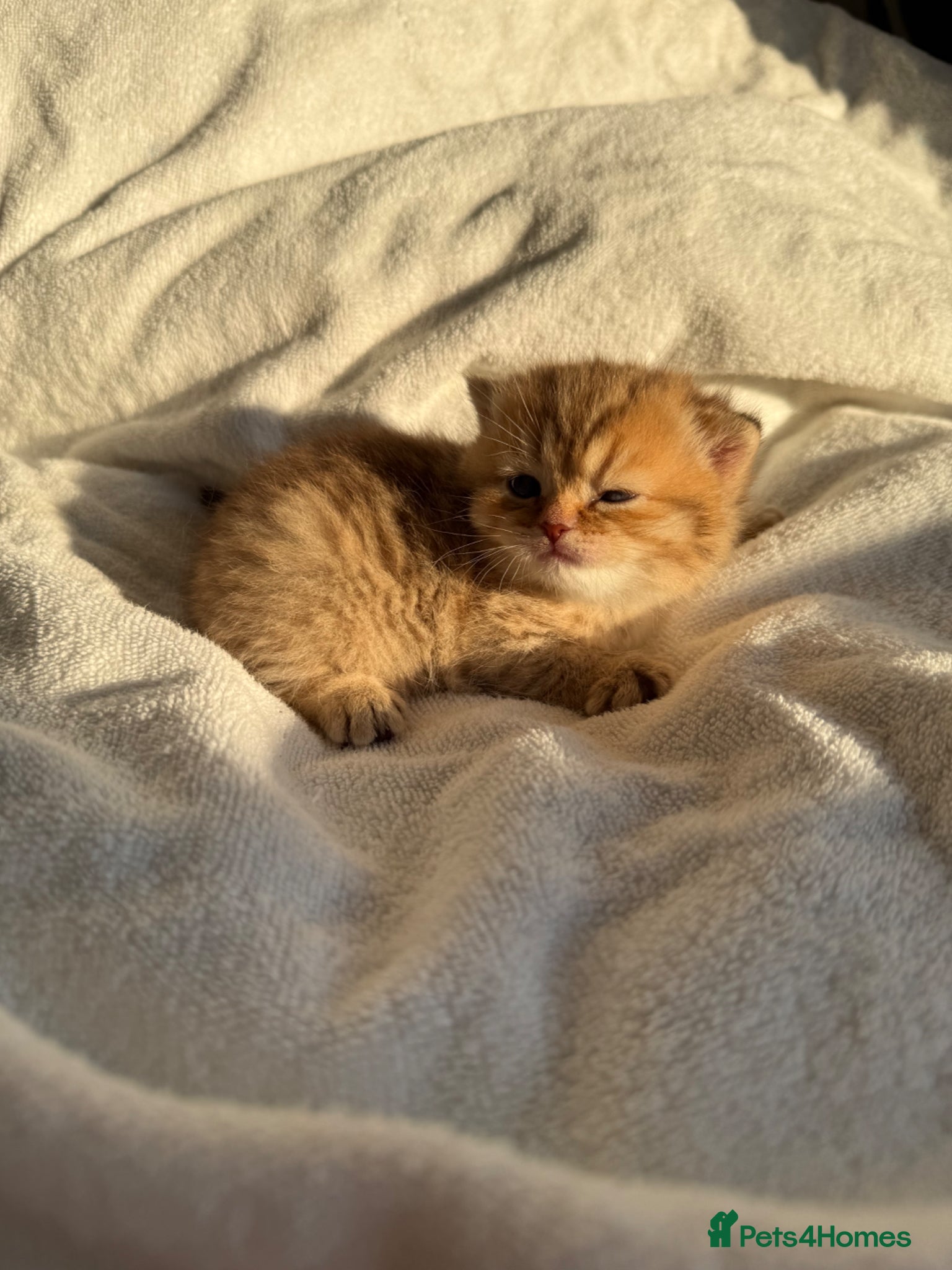 Scottish Fold cats Stunning Scottish fold/Scottish straight kittens🥰 - Advert 1