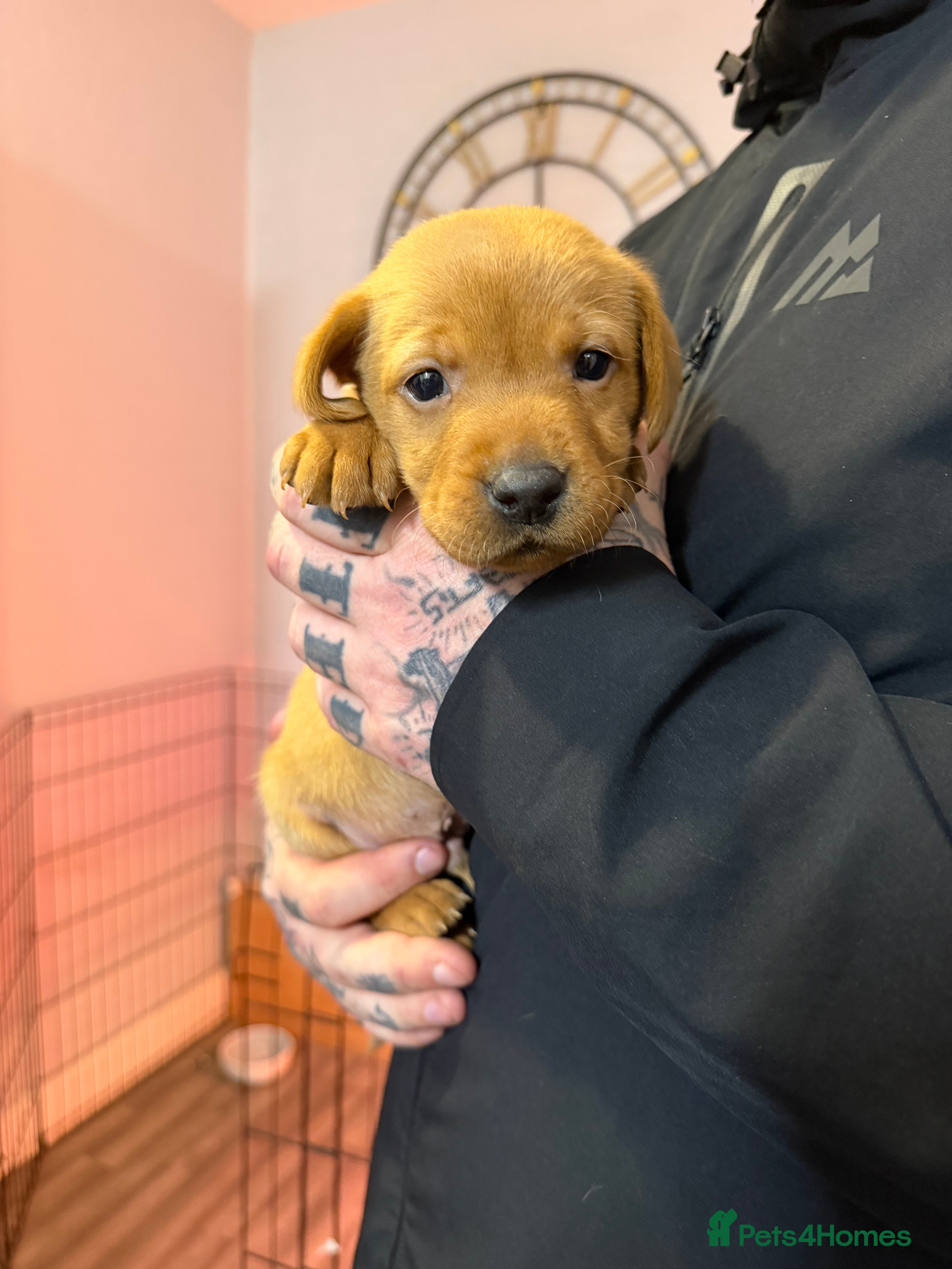 Labrador Retriever dogs FOX RED / GOLDEN LABRADOR PUPPIES - Advert 5