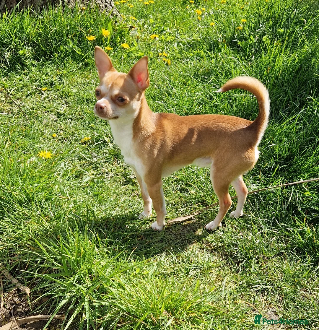 Chihuahua dogs for stud: Paco - Very active male for stud - Advert 2