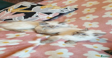 Ragdoll cats Stunning GCCF Registered Ragdoll Kittens. - Advert 15