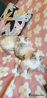 Ragdoll cats Stunning GCCF Registered Ragdoll Kittens. - Advert 5