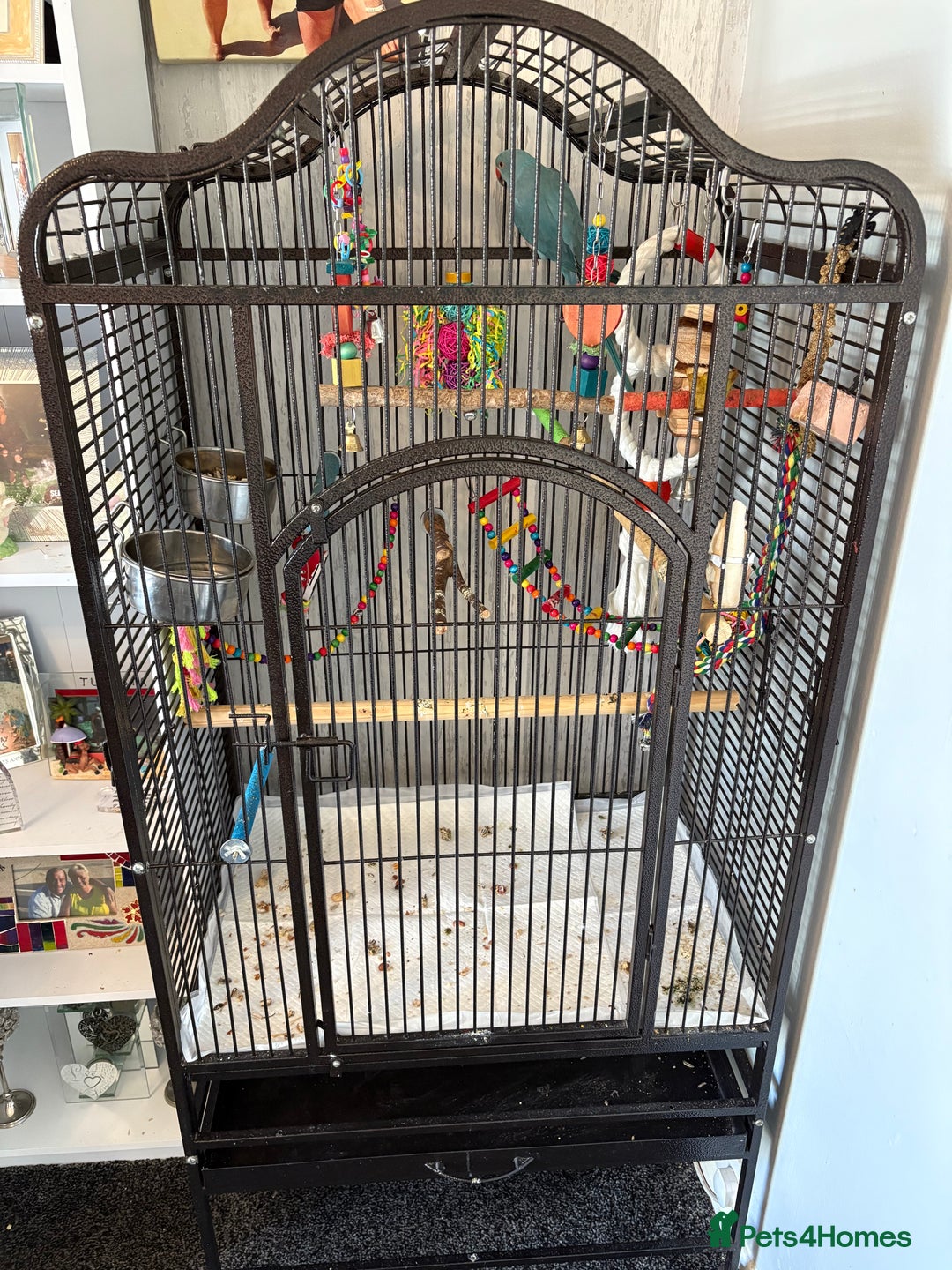 Parakeets birds for sale: Beautiful Blue Ring Neck Parakeet  - Advert 9