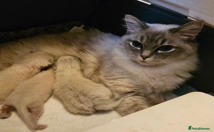 Ragdoll cats Stunning ragdoll kittens  - Advert 1