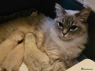 Ragdoll cats Stunning ragdoll kittens - Advert 1