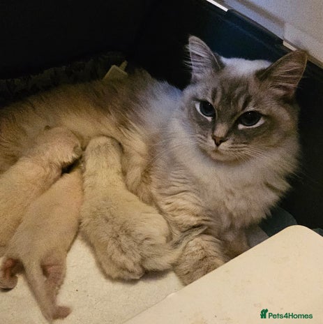 Ragdoll cats Stunning ragdoll kittens - Advert 1