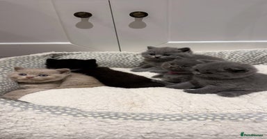 British Shorthair cats - Advert 1