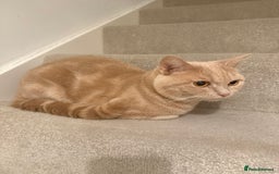 British Shorthair cats for sale: FULL CREAM BRITISH SHORT HAIR - Image 2