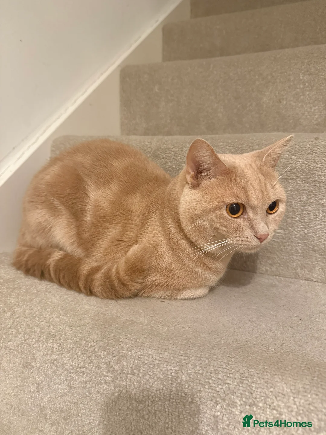 British Shorthair cats for sale: FULL CREAM BRITISH SHORT HAIR - Advert 2