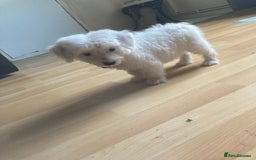 Bordoodle dogs for sale: 8 beutifull bordoodle puppys - Image 23