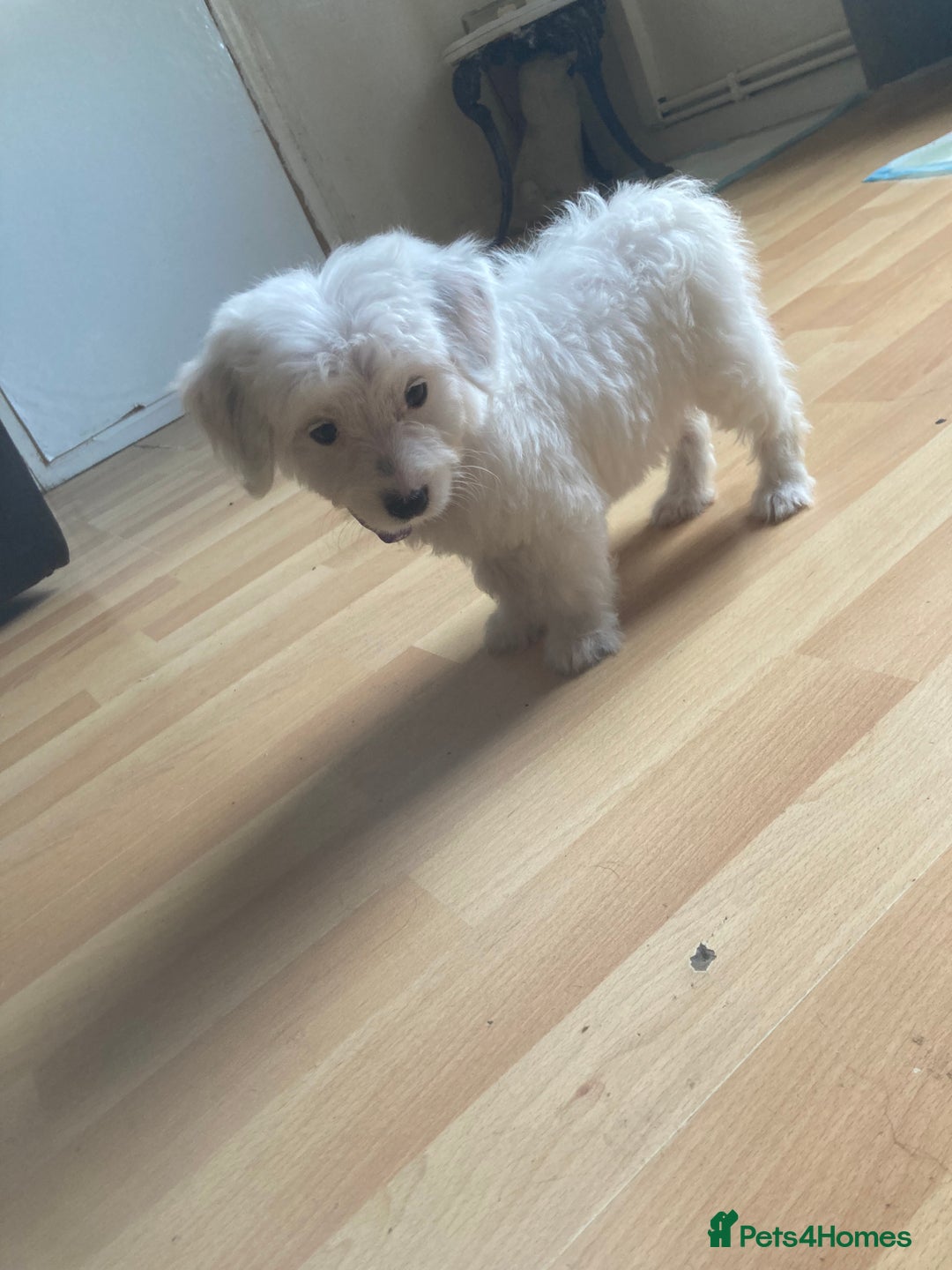 Bordoodle dogs for sale: 8 beutifull bordoodle puppys - Image 23