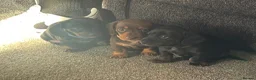 Miniature Dachshund dogs for sale: Miniature dachshund puppies for sale pure breed - Advert 2