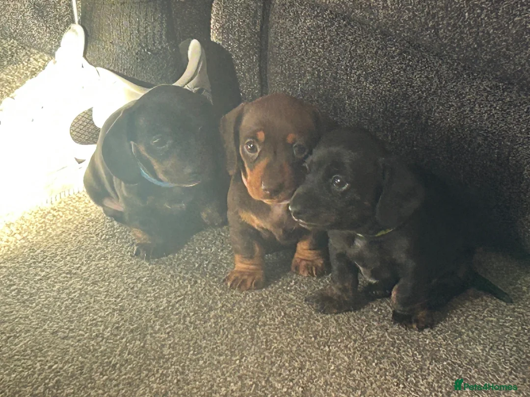 Miniature Dachshund dogs for sale: Miniature dachshund puppies for sale pure breed - Advert 2
